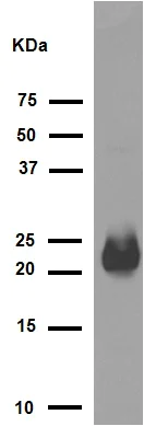 Western blot - Anti-Alpha B Crystallin antibody [EPR2752] - BSA and Azide free (AB247476)