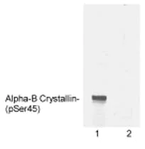 Western blot - Anti-Alpha B Crystallin (phospho S45) antibody (AB5598)