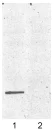 Western blot - Anti-Alpha B Crystallin (phospho S59) antibody (AB5577)