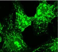 Immunocytochemistry/ Immunofluorescence - Anti-alpha COP I/COPA antibody (AB2913)