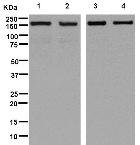 Western blot - Anti-alpha COP I/COPA antibody [EPR14273(B)] - BSA and Azide free (AB250440)