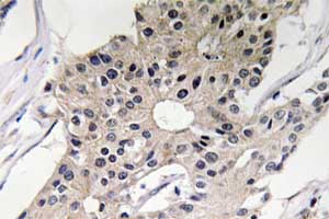 Immunohistochemistry (Formalin/PFA-fixed paraffin-embedded sections) - Anti-alpha Defensin 1 antibody (AB134706)