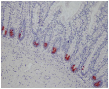 Immunohistochemistry (Formalin/PFA-fixed paraffin-embedded sections) - Anti-alpha Defensin 5 antibody [8C8] (AB90802)