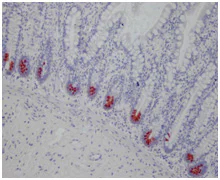 Immunohistochemistry (Formalin/PFA-fixed paraffin-embedded sections) - Anti-alpha Defensin 5 antibody [8C8] (AB90802)