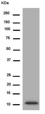 Western blot - Anti-alpha Defensin 5 antibody [EPR14309(B)] - BSA and Azide free (AB245946)