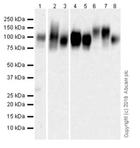 Western blot - Anti-Alpha Dystroglycan antibody [45-3] (AB199768)