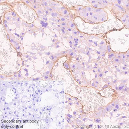 Immunohistochemistry (Formalin/PFA-fixed paraffin-embedded sections) - Anti-Alpha Dystroglycan antibody [45-3] - BSA and Azide free (AB242442)