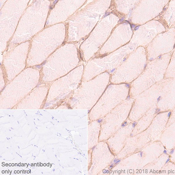 Immunohistochemistry (Formalin/PFA-fixed paraffin-embedded sections) - Anti-Alpha Dystroglycan antibody [45-3] - BSA and Azide free (AB242442)