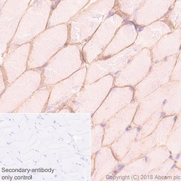 Immunohistochemistry (Formalin/PFA-fixed paraffin-embedded sections) - Anti-Alpha Dystroglycan antibody [45-3] - BSA and Azide free (AB242442)