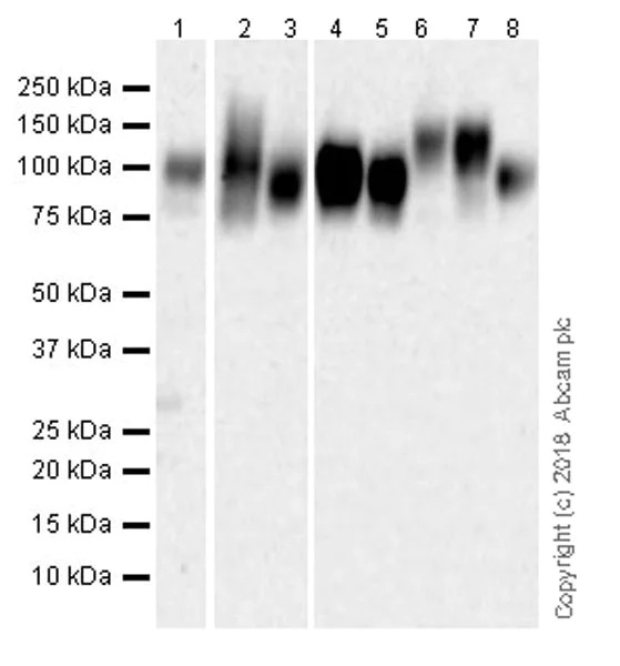 Western blot - Anti-Alpha Dystroglycan antibody [45-3] - BSA and Azide free (AB242442)