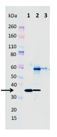 Western blot - Anti-alpha-hemolysin antibody [8B7] - N-terminal (AB190467)