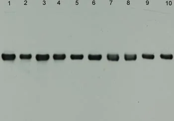Western blot - Anti-alpha Internexin antibody [2E3] (AB7654)