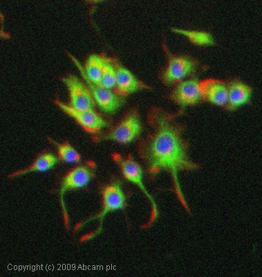 Immunocytochemistry/ Immunofluorescence - Anti-alpha Internexin antibody (AB7259), expandable thumbnail