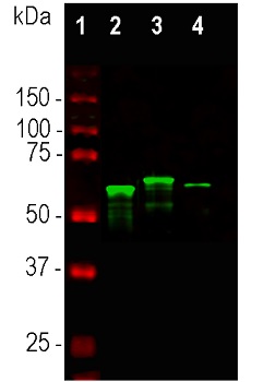Western blot - Anti-alpha Internexin antibody (AB7259), expandable thumbnail