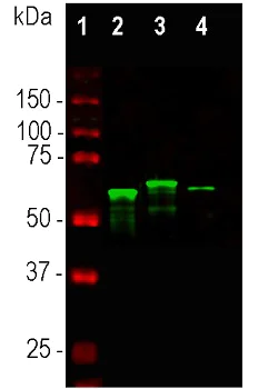 Western blot - Anti-alpha Internexin antibody (AB7259)