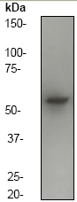 Western blot - Anti-alpha Internexin antibody [EP676Y] (AB40758)