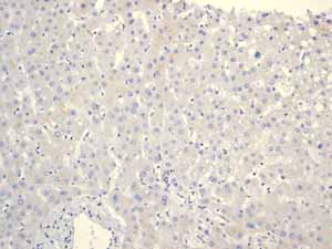 Immunohistochemistry (Formalin/PFA-fixed paraffin-embedded sections) - Anti-alpha Internexin antibody [EPR1529] (AB108302)