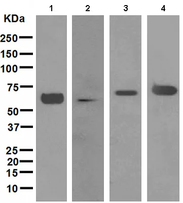 Western blot - Anti-alpha Internexin antibody [EPR1529] - BSA and Azide free (AB247623)