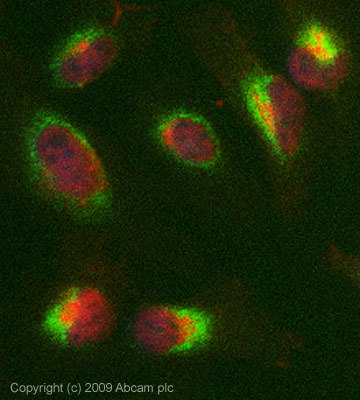 Immunocytochemistry/ Immunofluorescence - Anti-alpha Lactalbumin antibody [F20.16] (AB20212), expandable thumbnail
