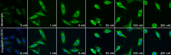 Functional Studies - alpha-MSH (alpha-Melanocyte-stimulating hormone), Endogenous melanocortin receptor agonist (AB120189), expandable thumbnail