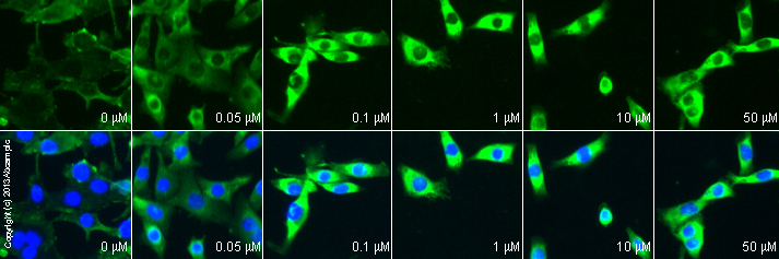 Functional Studies - alpha-MSH (free acid), Endogenous melanocortin receptor agonist (AB120205), expandable thumbnail