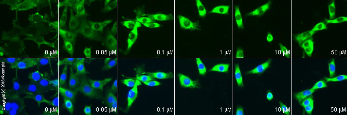 Functional Studies - alpha-MSH (free acid), Endogenous melanocortin receptor agonist (AB120205)