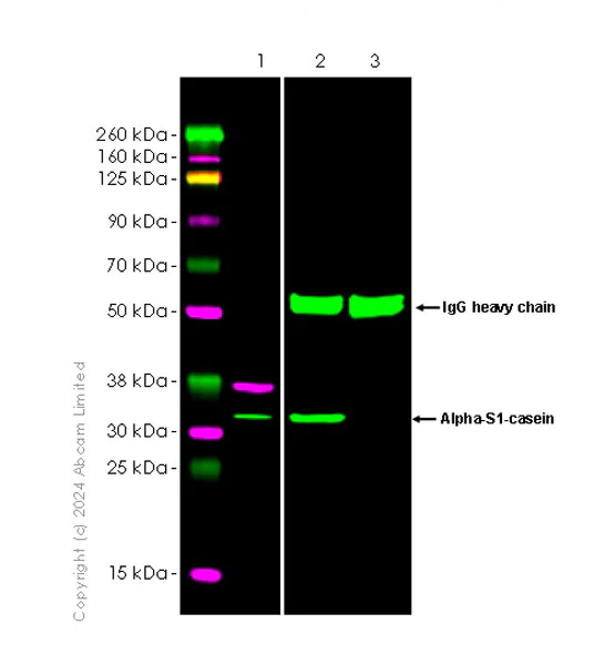 Immunoprecipitation - Anti-Alpha-S1-casein antibody [EPR29093-719] (AB323188)