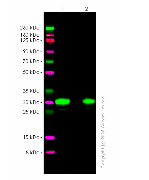Western blot - Anti-Alpha-S1-casein antibody [EPR29093-719] (AB323188), expandable thumbnail