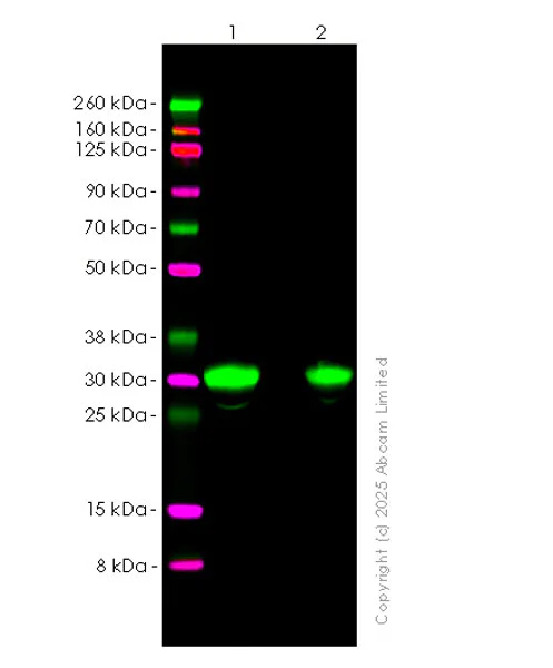 Western blot - Anti-Alpha-S1-casein antibody [EPR29093-719] (AB323188)