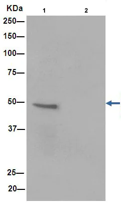 Immunoprecipitation - Anti-alpha Sarcoglycan antibody [EPR14773] - BSA and Azide free (AB240307)