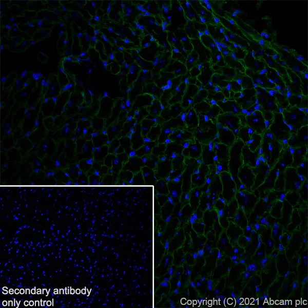 Immunohistochemistry (Frozen sections) - Anti-alpha Sarcoglycan antibody [IVD3-A9] (AB234589)