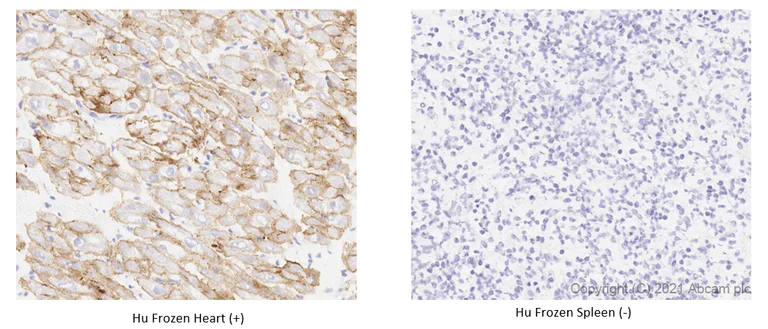 Immunohistochemistry (Frozen sections) - Anti-alpha Sarcoglycan antibody [IVD3-A9] (AB234589)