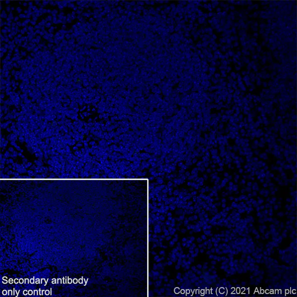 Immunohistochemistry (Frozen sections) - Anti-alpha Sarcoglycan antibody [IVD3-A9] (AB234589)