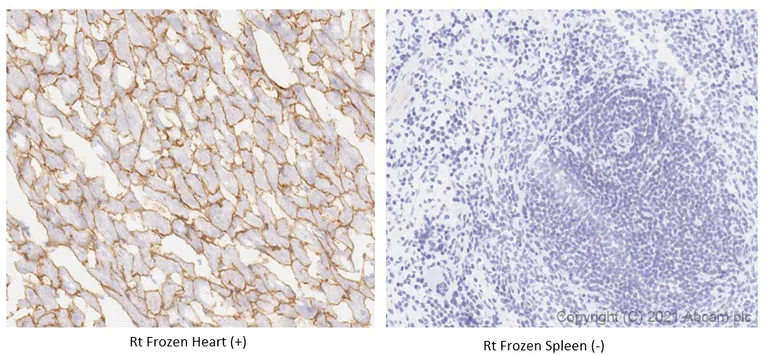 Immunohistochemistry (Frozen sections) - Anti-alpha Sarcoglycan antibody [IVD3-A9] - BSA and Azide free (AB255739)