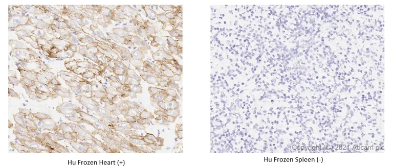 Immunohistochemistry (Frozen sections) - Anti-alpha Sarcoglycan antibody [IVD3-A9] - BSA and Azide free (AB255739)