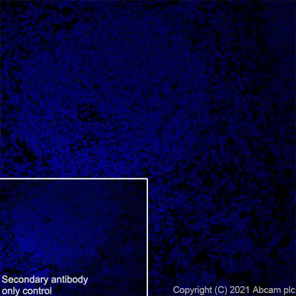 Immunohistochemistry (Frozen sections) - Anti-alpha Sarcoglycan antibody [IVD3-A9] - BSA and Azide free (AB255739)