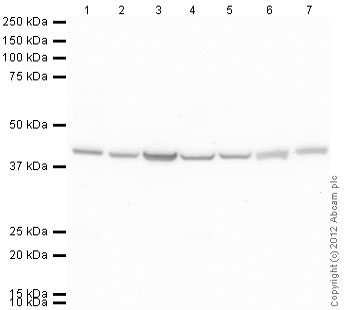 Western blot - Anti-Alpha Skeletal Muscle Actin antibody [337CT 30.10.1] - Loading Control (AB88226)