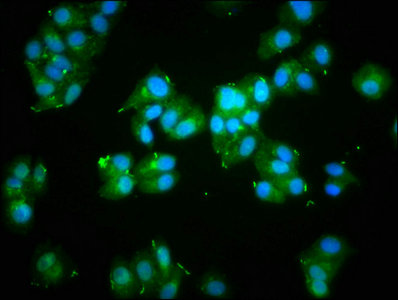 Immunocytochemistry/ Immunofluorescence - Anti-Alpha Skeletal Muscle Actin antibody (AB235928), expandable thumbnail