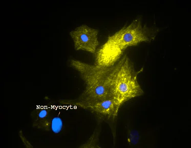 Immunocytochemistry - Anti-Alpha Skeletal Muscle Actin antibody [Alpha Sr-1] - Loading Control (AB28052)
