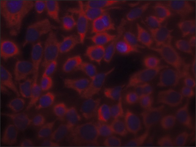 Immunocytochemistry - Anti-Alpha Skeletal Muscle Actin antibody [Alpha Sr-1] - Loading Control (AB28052), expandable thumbnail