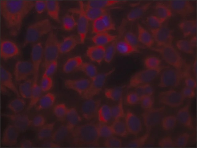 Immunocytochemistry - Anti-Alpha Skeletal Muscle Actin antibody [Alpha Sr-1] - Loading Control (AB28052)