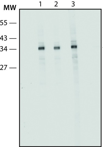 Western blot - Anti-Alpha Skeletal Muscle Actin antibody [Alpha Sr-1] - Loading Control (AB28052), expandable thumbnail