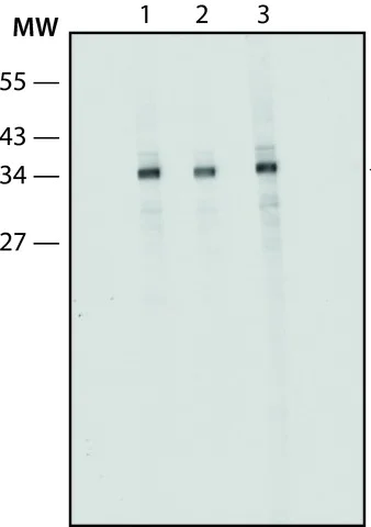 Western blot - Anti-Alpha Skeletal Muscle Actin antibody [Alpha Sr-1] - Loading Control (AB28052)