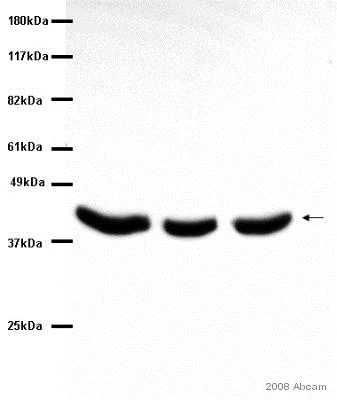 Western blot - Anti-Alpha Skeletal Muscle Actin antibody [Alpha Sr-1] - Loading Control (AB28052)