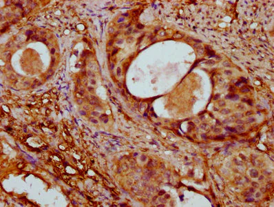 Immunohistochemistry (Formalin/PFA-fixed paraffin-embedded sections) - Anti-Alpha Skeletal Muscle Actin antibody - Cytoskeleton Marker (AB235928)