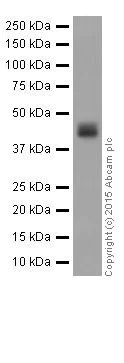 Western blot - Anti-Alpha Skeletal Muscle Actin antibody [EPR18430] - BSA and Azide free (AB250775)