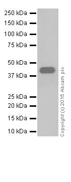 Western blot - Anti-Alpha Skeletal Muscle Actin antibody [EPR18430] - BSA and Azide free (AB250775)
