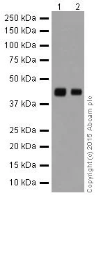 Western blot - Anti-Alpha Skeletal Muscle Actin antibody [EPR18430] - BSA and Azide free (AB250775)