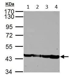 Western blot - Anti-Alpha Skeletal Muscle Actin antibody - Loading Control (AB97373)