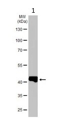 Western blot - Anti-Alpha Skeletal Muscle Actin antibody - Loading Control (AB97373)
